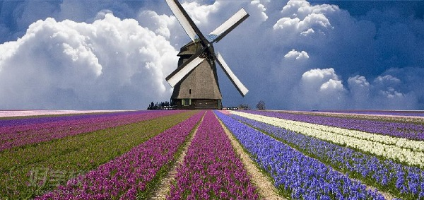 南京荷兰语VIP精品班课程培训班-南京新视线小