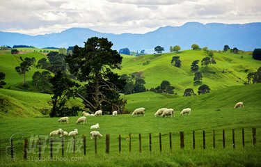 新西兰本科留学北京签证服务-北京科润留学教