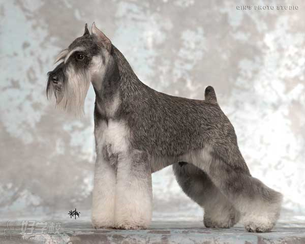 广州宠物美容C级一个月深造培训班-广州思迪