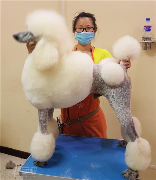 北京宠物美容师B级培训课程