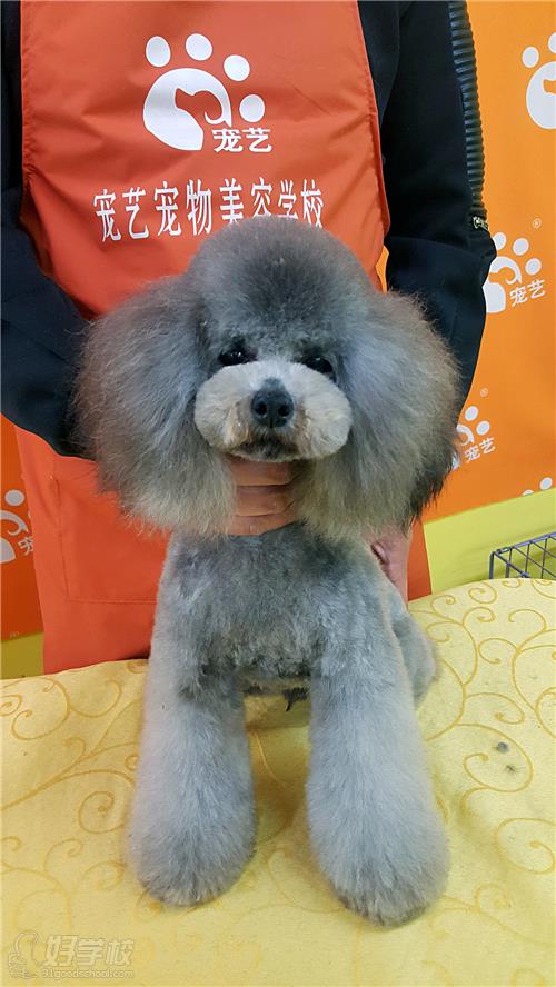 北京日韩创意萌系宠物造型培训课程-北京宠艺