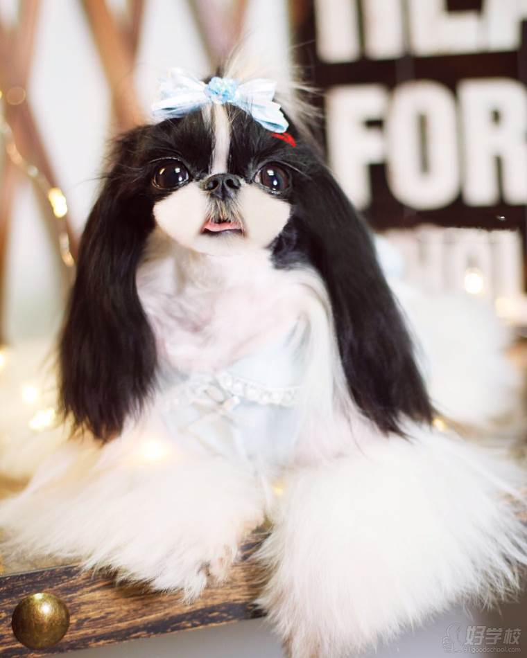 长沙宠物美容护理c级零基础创业培训班-湖南启