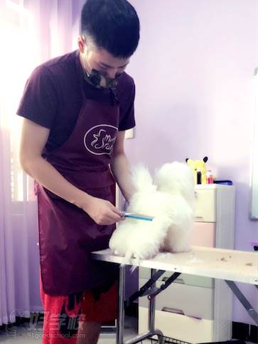 长沙宠物美容护理c级零基础创业培训班-湖南启