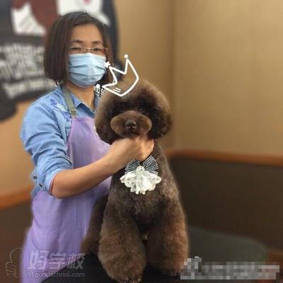 广州日系萌宠造型修剪宠物美容培训班-广州布