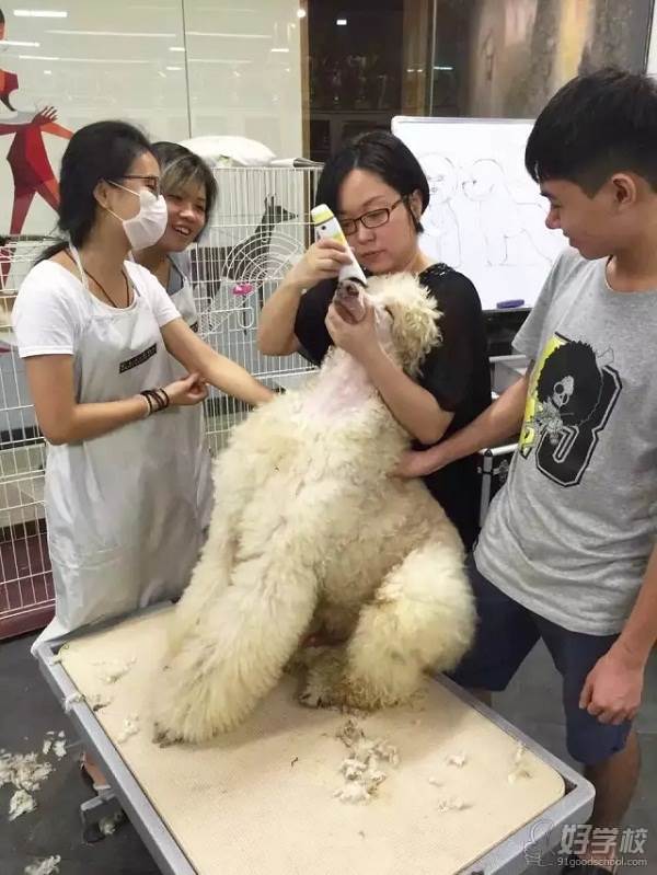 广州尊宠国际宠物美容学校 上课现场 广州尊宠国际宠物美容学校 上课现场
