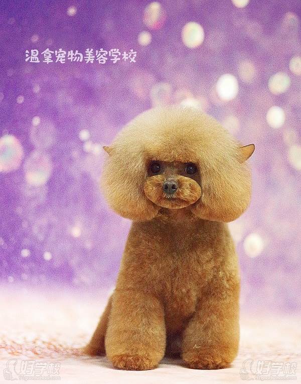 合肥温拿宠物美容学校 作品展示 合肥温拿宠物美容学校 作品展示